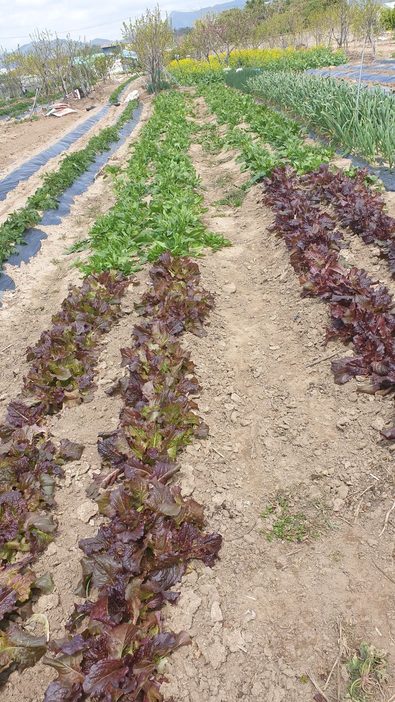 장터 상품 [노지속금상추1k] 썸네일