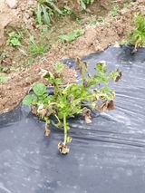 팜모닝 감자·병해충상담 게시글 이미지