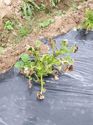 여동욱님의 감자 · 병해충상담 작성글 사진