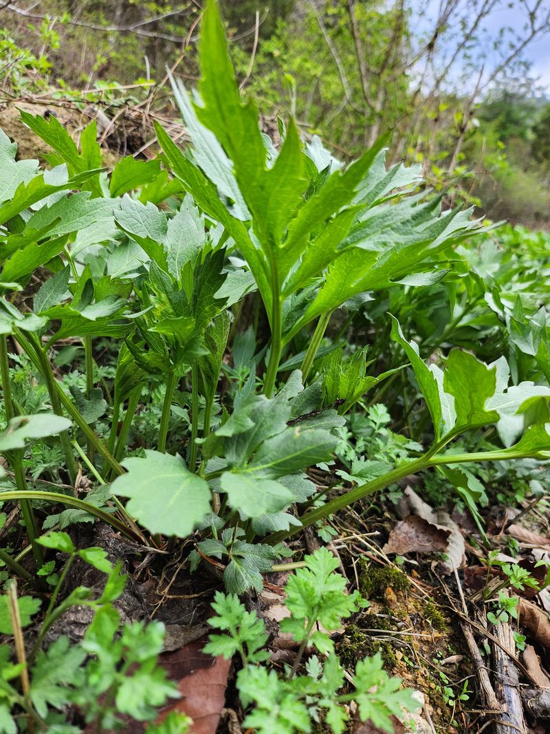 장터 상품 [삽립국화모종 40개판매] 썸네일
