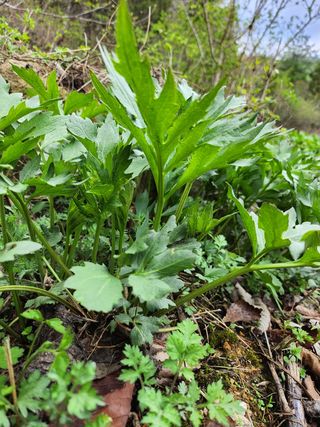 장흥 모경화 님의 작성글 사진