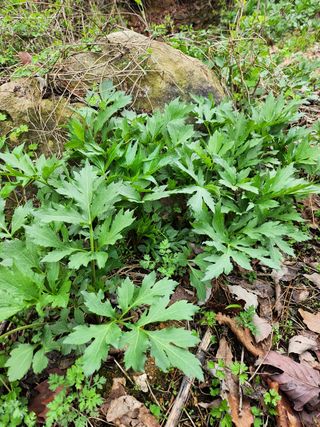 장흥 모경화 님의 작성글 사진