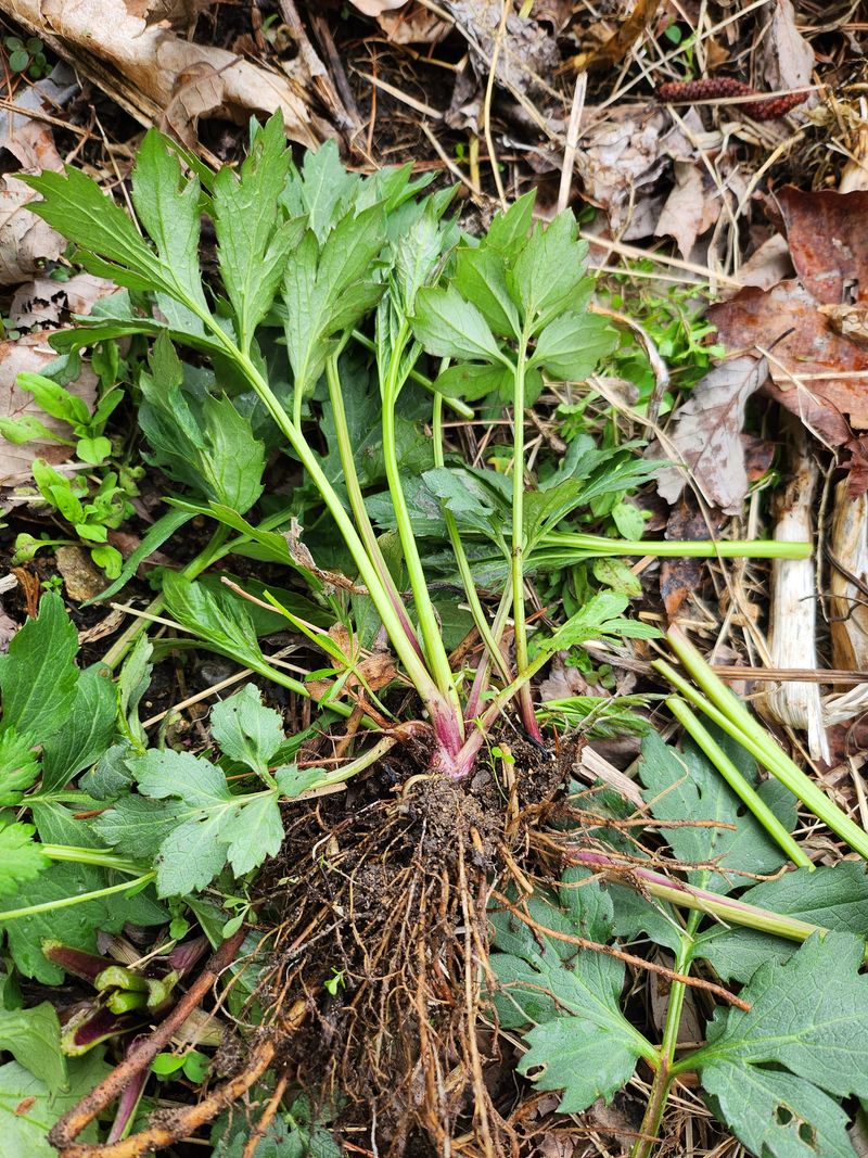 장흥 모경화 님의 장터 판매 상품 [삽립국화모종 40개판매] 첨부 사진