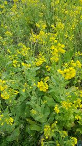 팜모닝 배추·품종•종자 게시글 이미지