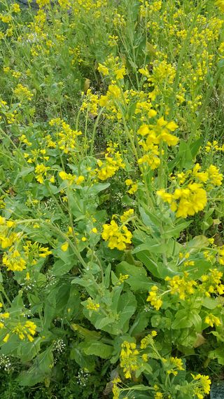 정보센터님의 배추 · 품종•종자 작성글 사진