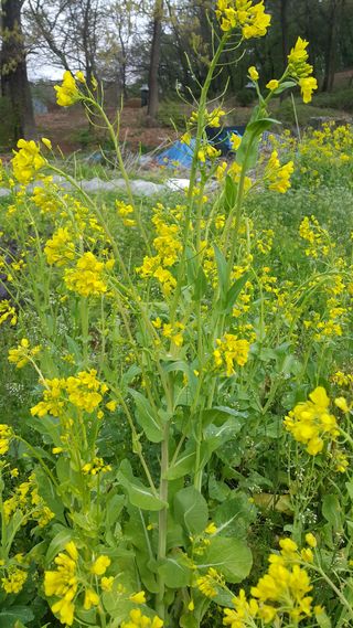 정보센터님의 배추 · 품종•종자 작성글 사진
