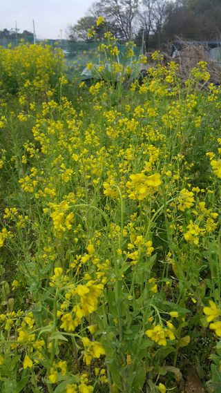 정보센터님의 배추 · 품종•종자 작성글 사진