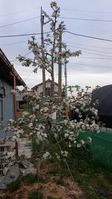 팜모닝 사과·일상 게시글 이미지