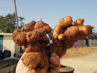 농부아내님의 기타작물 · 자유게시판 작성글 사진