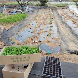 또배워님의 기타작물 · 자유게시판 작성글 사진