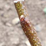 팜모닝 사과·일상 게시글 이미지