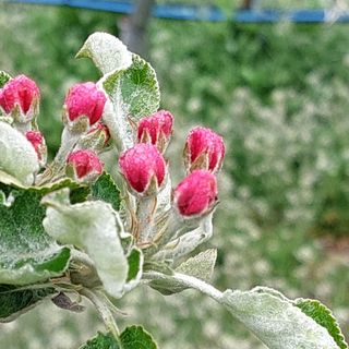 손윤영/수채화농원님의 사과 · 일상 작성글 사진