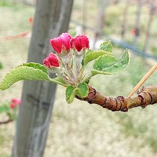 손윤영/수채화농원님의 사과 · 일상 작성글 사진