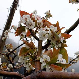손윤영/수채화농원님의 사과 · 일상 작성글 사진