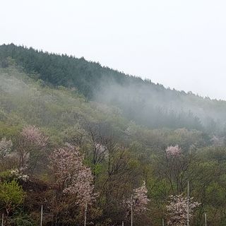 손윤영/수채화농원님의 사과 · 일상 작성글 사진