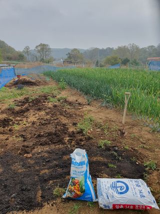 초평매박골(최안규)님의 마늘 · 토양준비 작성글 사진