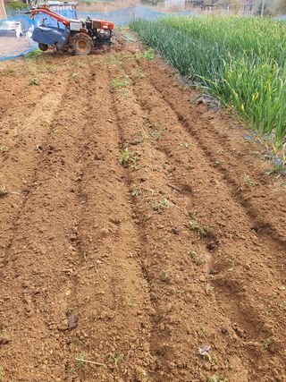 초평매박골(최안규)님의 마늘 · 토양준비 작성글 사진