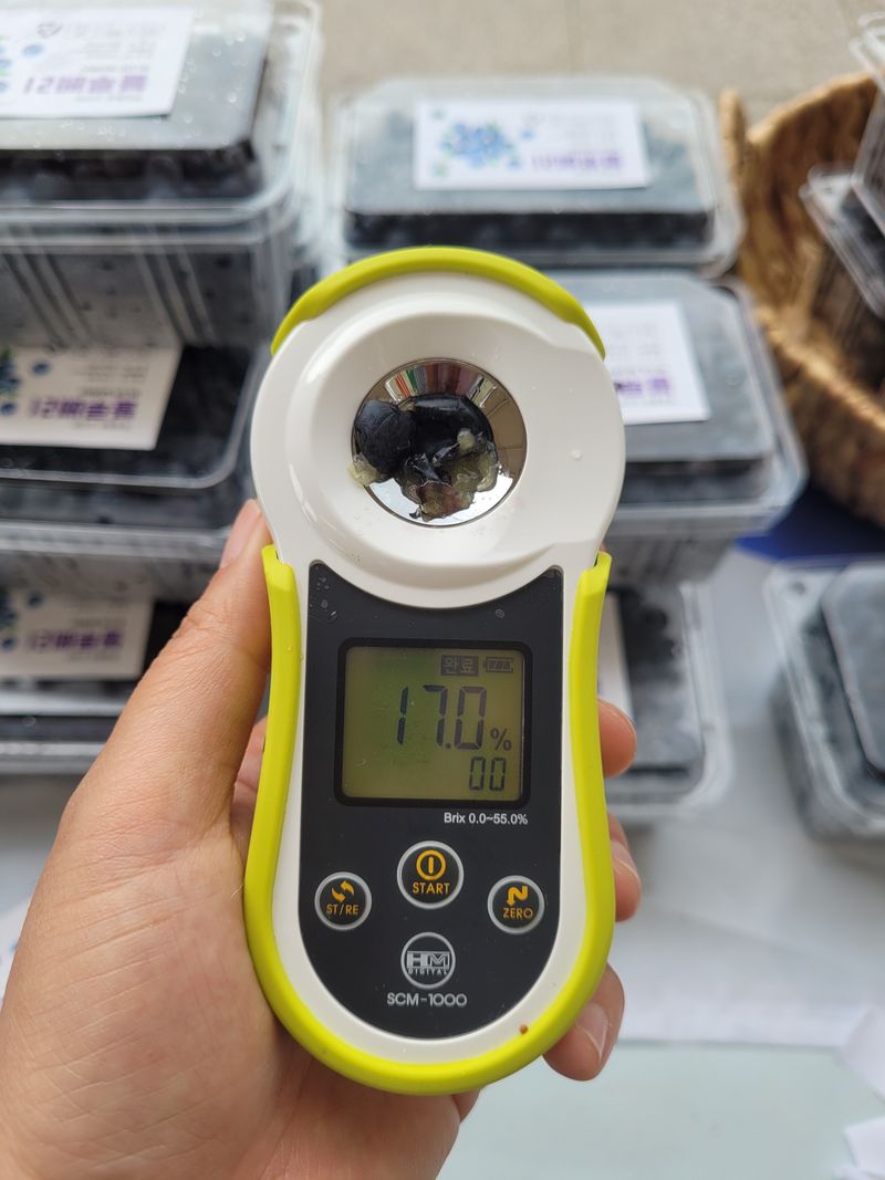 주암농원님의 장터 판매 상품 [가격인하 당도좋은 "블루베리" 팔아요 ] 첨부 사진