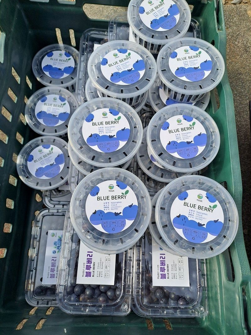주암농원님의 장터 판매 상품 [가격인하 당도좋은 "블루베리" 팔아요 ] 첨부 사진