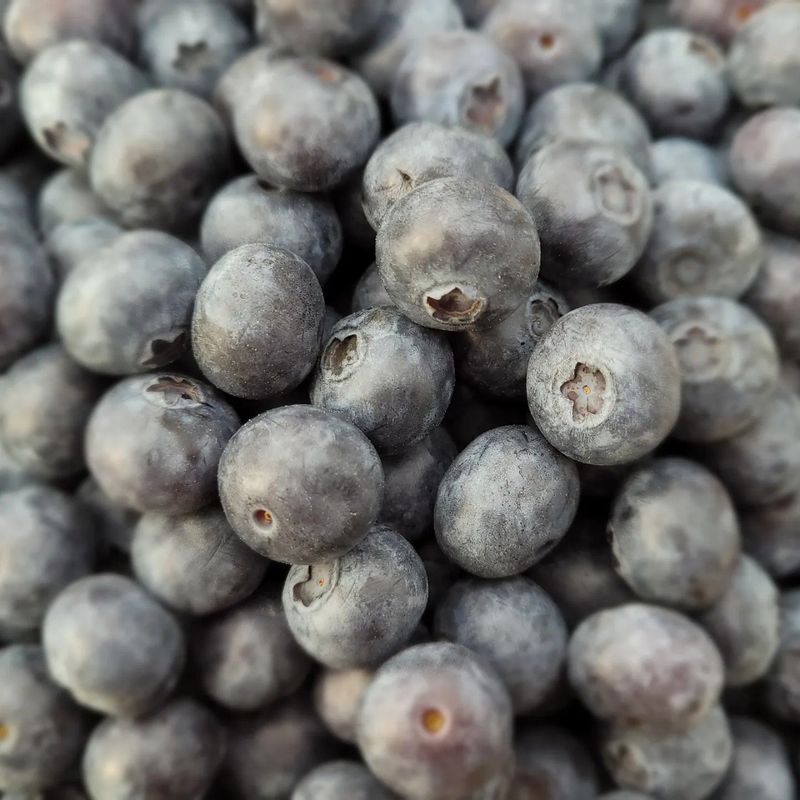 주암농원님의 장터 판매 상품 [가격인하 당도좋은 "블루베리" 팔아요 ] 첨부 사진