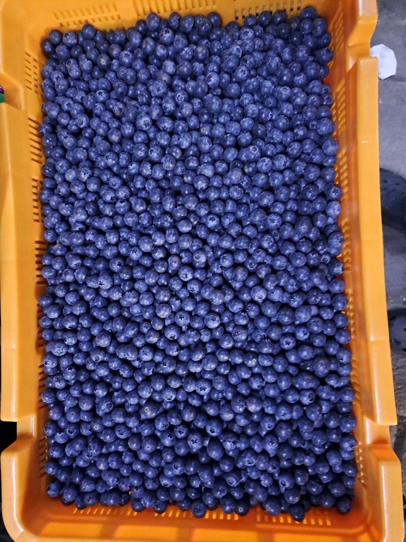 주암농원님의 장터 판매 상품 [가격인하 당도좋은 "블루베리" 팔아요 ] 첨부 사진