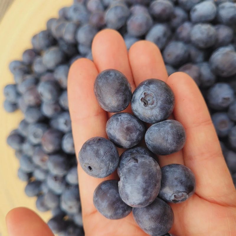 주암농원님의 장터 판매 상품 [가격인하 당도좋은 "블루베리" 팔아요 ] 첨부 사진