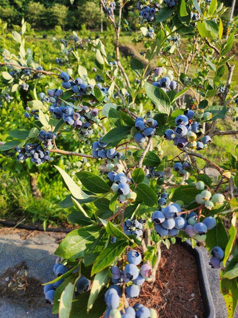 주암농원님의 장터 판매 상품 [가격인하 당도좋은 "블루베리" 팔아요 ] 첨부 사진