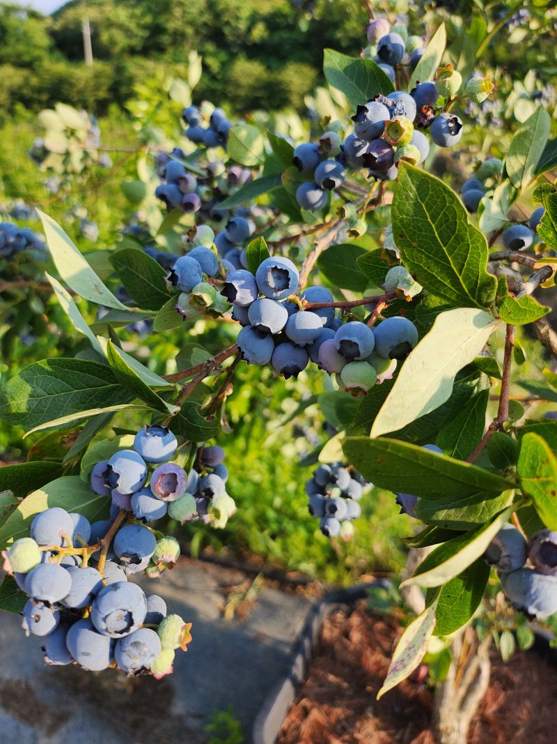 주암농원님의 장터 판매 상품 [가격인하 당도좋은 "블루베리" 팔아요 ] 첨부 사진
