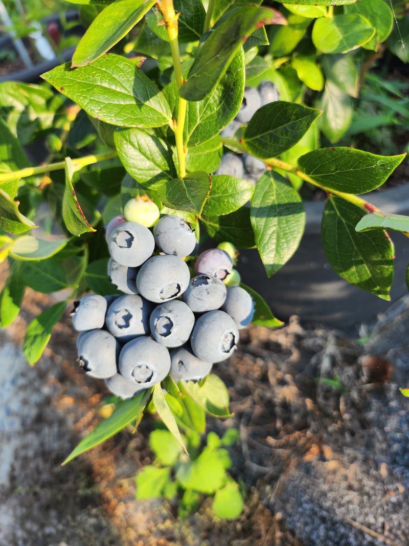주암농원님의 장터 판매 상품 [가격인하 당도좋은 "블루베리" 팔아요 ] 첨부 사진