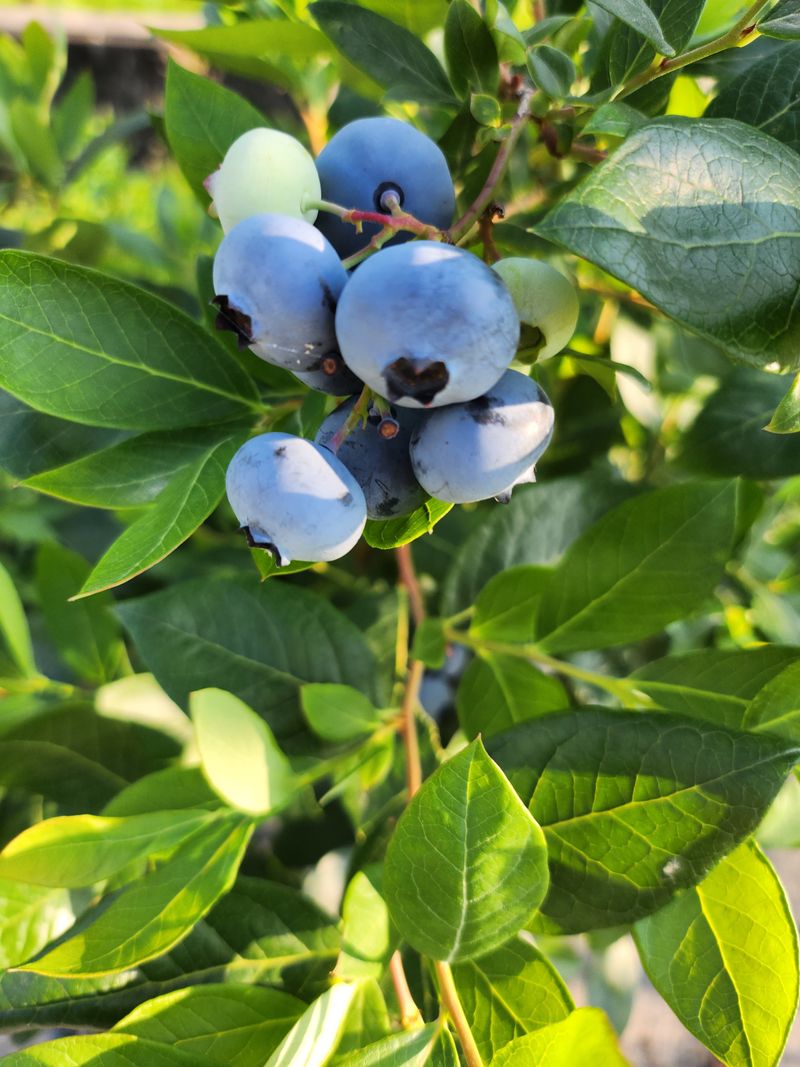 주암농원님의 장터 판매 상품 [가격인하 당도좋은 "블루베리" 팔아요 ] 첨부 사진