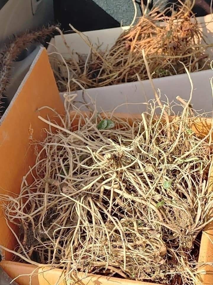 이현상님의 장터 판매 상품 [황칠우슬즙 100포] 첨부 사진