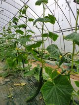 팜모닝 오이·자유게시판 게시글 이미지