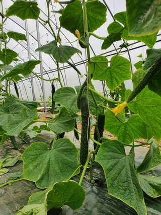 김인선님의 오이 · 자유게시판 작성글 사진