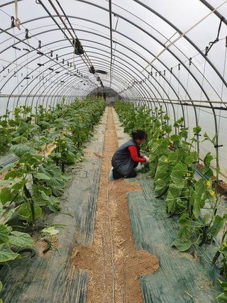 김인선님의 오이 · 자유게시판 작성글 사진