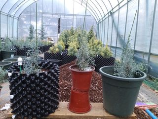 충남 아산 박양석 님의 기타작물 · 자유게시판 작성글 사진