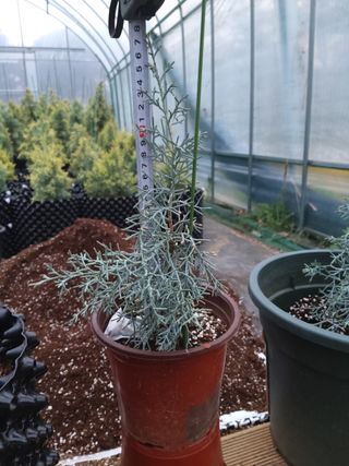 충남 아산 박양석 님의 기타작물 · 자유게시판 작성글 사진