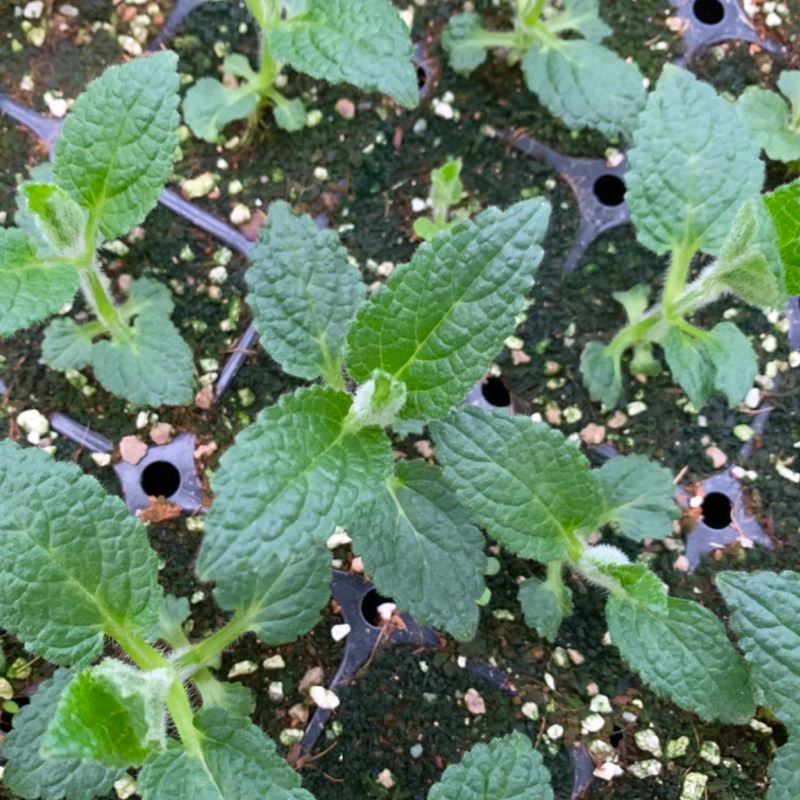 이기자원예종묘님의 장터 판매 상품 [초석잠(골뱅이형) 모종 50개/5개] 첨부 사진