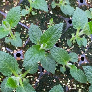 이기자원예종묘님의 작성글 사진