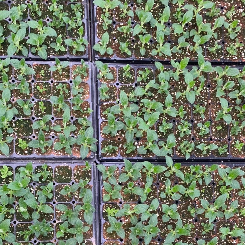 이기자원예종묘님의 장터 판매 상품 [초석잠(골뱅이형) 모종 50개/5개] 첨부 사진