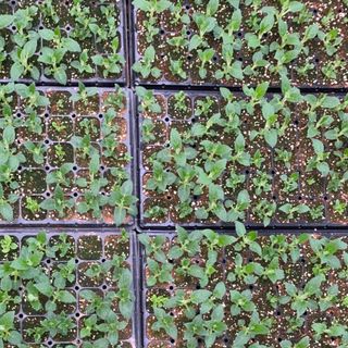 이기자원예종묘님의 작성글 사진