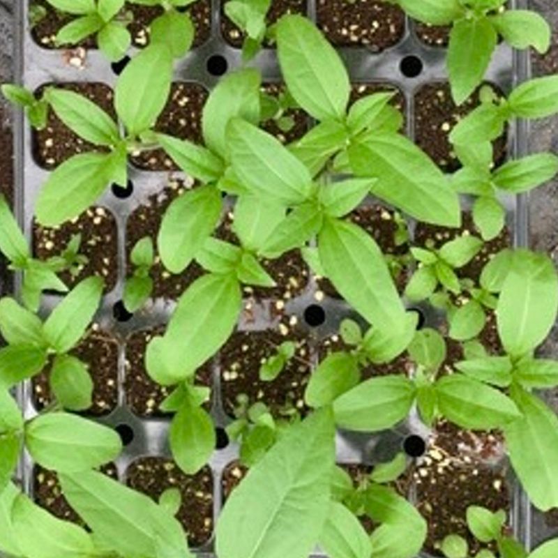 이기자원예종묘님의 장터 판매 상품 [자색돼지감자(뚱딴지) 50개/5개] 첨부 사진