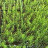 팜모닝 · 게시글 이미지