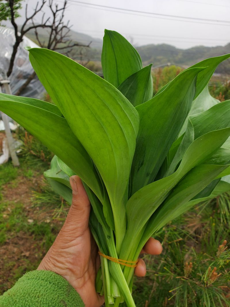 장터 상품 [산마늘(잎명이)특가판매1kg(판매 종료)] 썸네일