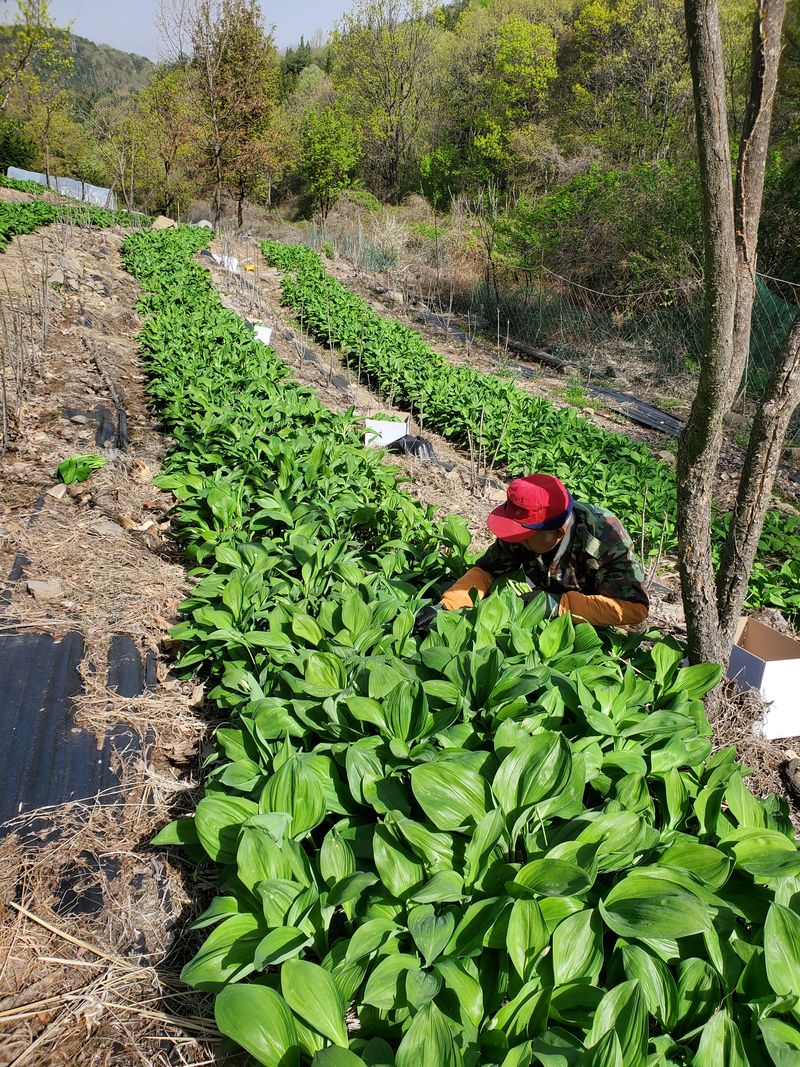귀농 임업인님의 장터 판매 상품 [산마늘(잎명이)특가판매1kg(판매 종료)] 첨부 사진