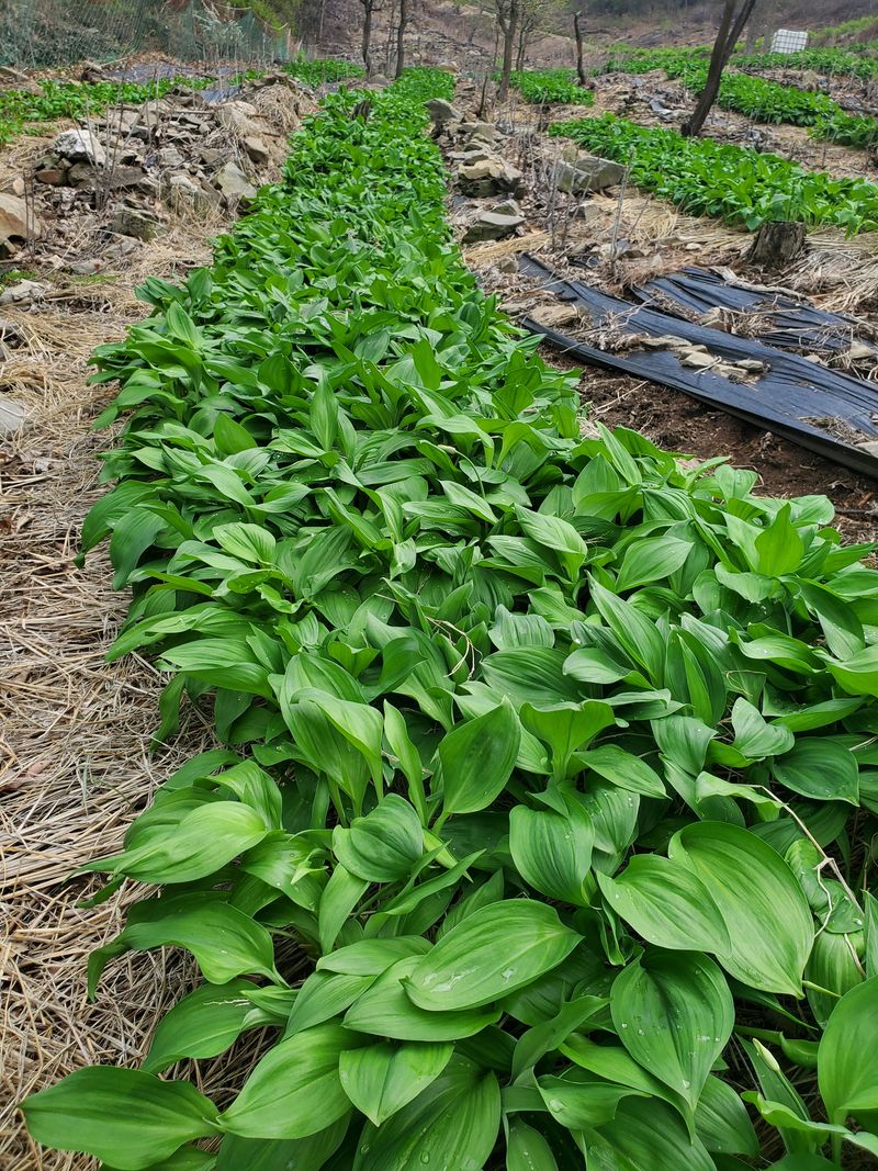 귀농 임업인님의 장터 판매 상품 [산마늘(잎명이)특가판매1kg(판매 종료)] 첨부 사진