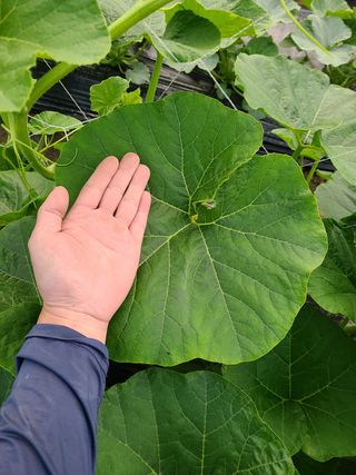 노고단님의 호박 · 자유게시판 작성글 사진