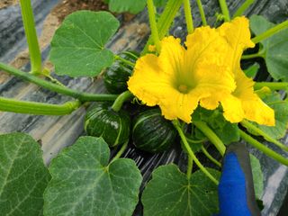 노고단님의 호박 · 자유게시판 작성글 사진