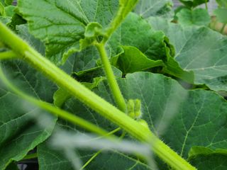 노고단님의 호박 · 자유게시판 작성글 사진