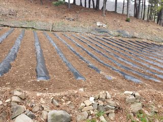 인생은 소풍처럼님의 고추 · 토양준비 작성글 사진