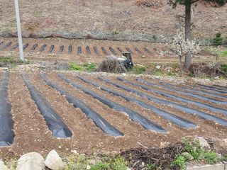 인생은 소풍처럼님의 고추 · 토양준비 작성글 사진